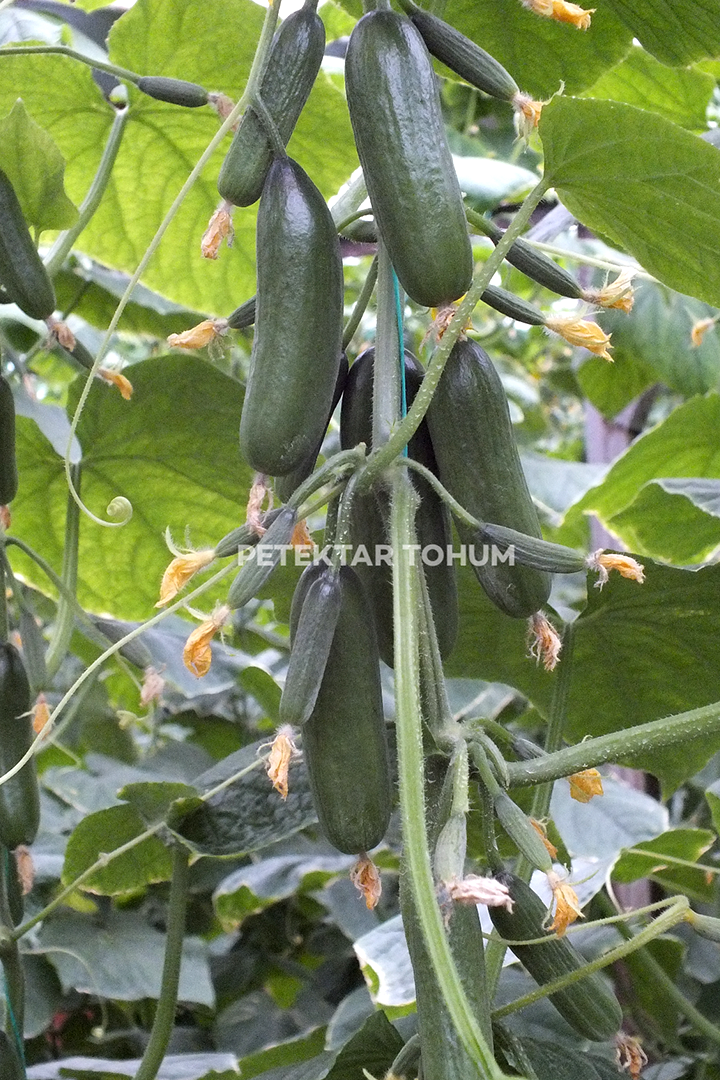 Petektar-Tohum-Ptk 40 Hıyar