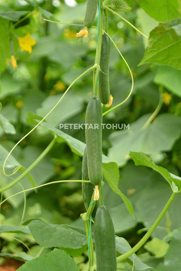 Petektar-Tohum-Kostak-4030-Hıyar