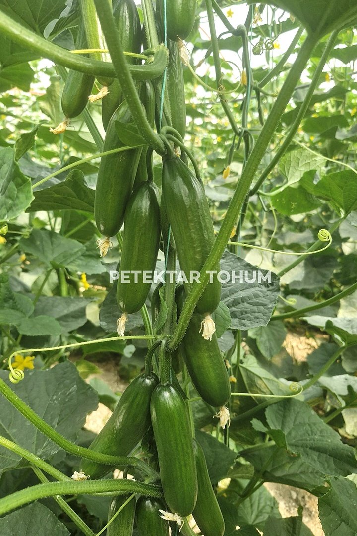 Hıyar-Tohumu-Aymira-105