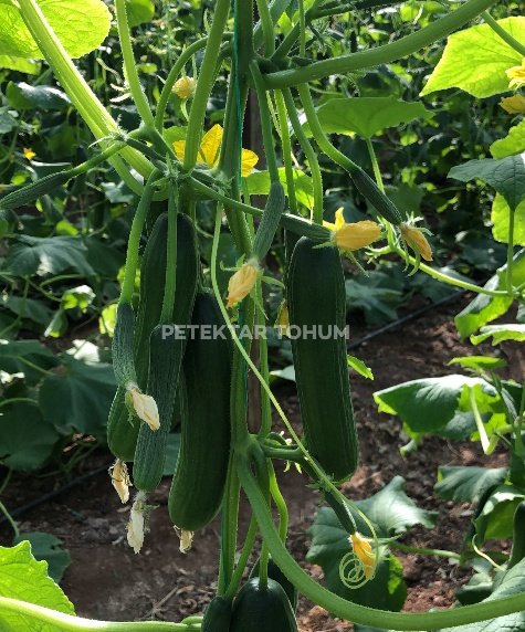 Adaş Hıyar Çeşidi