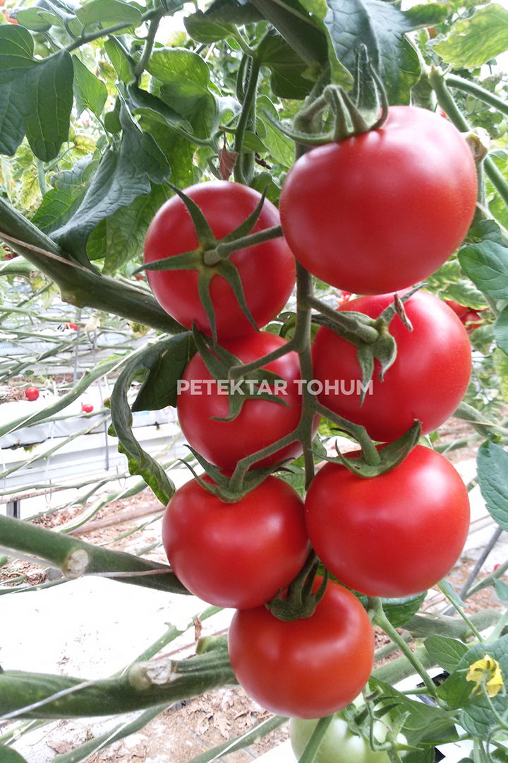Petektar-Tohum-Ayza-Domates