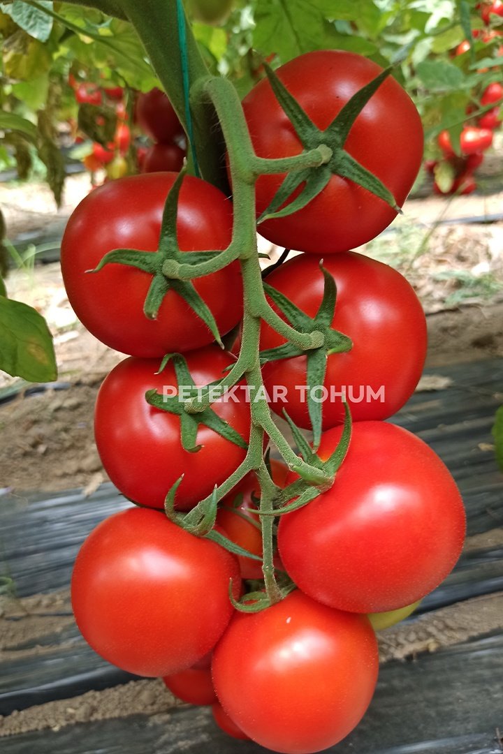 Domates-Tohumu-Ptk-254