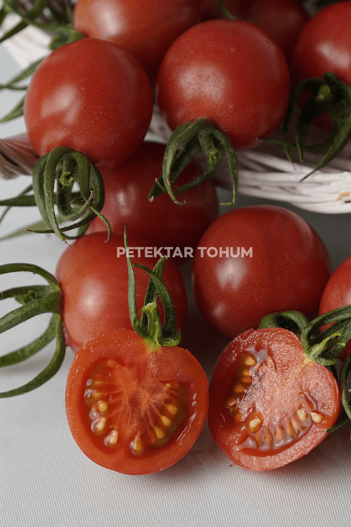 Petektar-Tohum-Gürcan-Domates