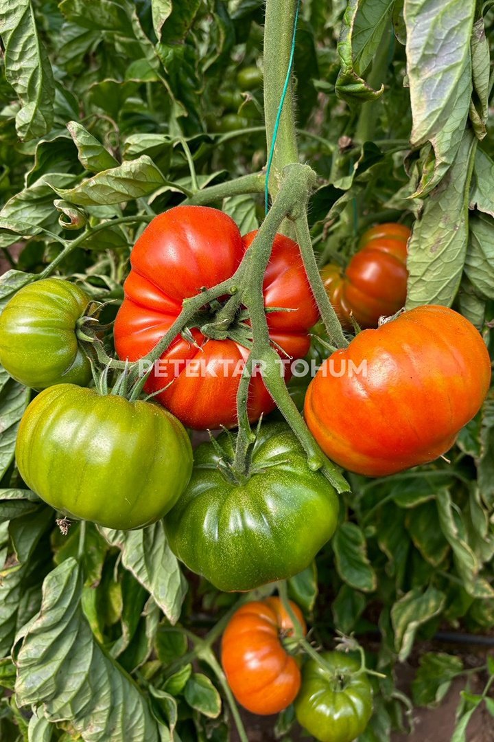 Domates-Tohumu-Hanımeli-9285