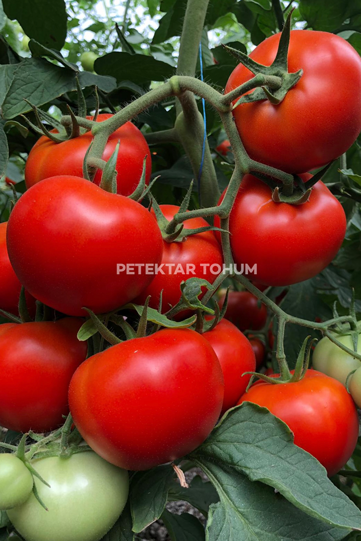 Petektar-Tohum-Sorti-Domates