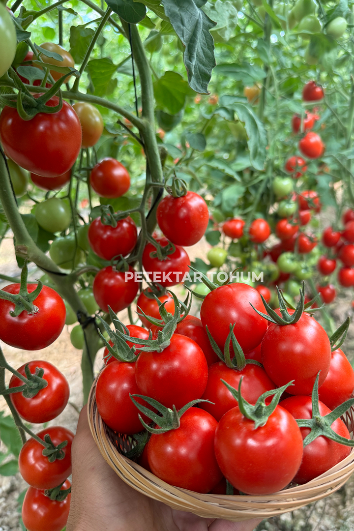 Petektar-Tohum-Canpare-75-Domates