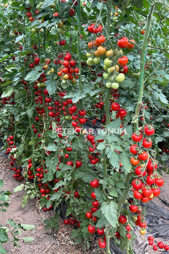 Yelpare-82-Domates-Tohumu