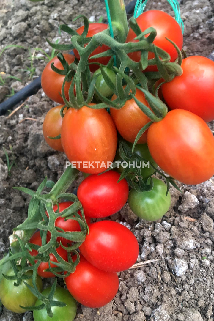Petektar-Tohum-Alyürek-Domates