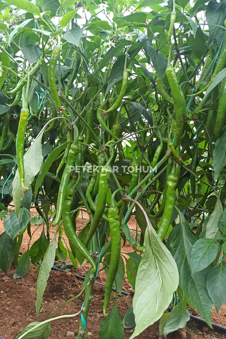 Petektar-Tohum-Omar-Biber