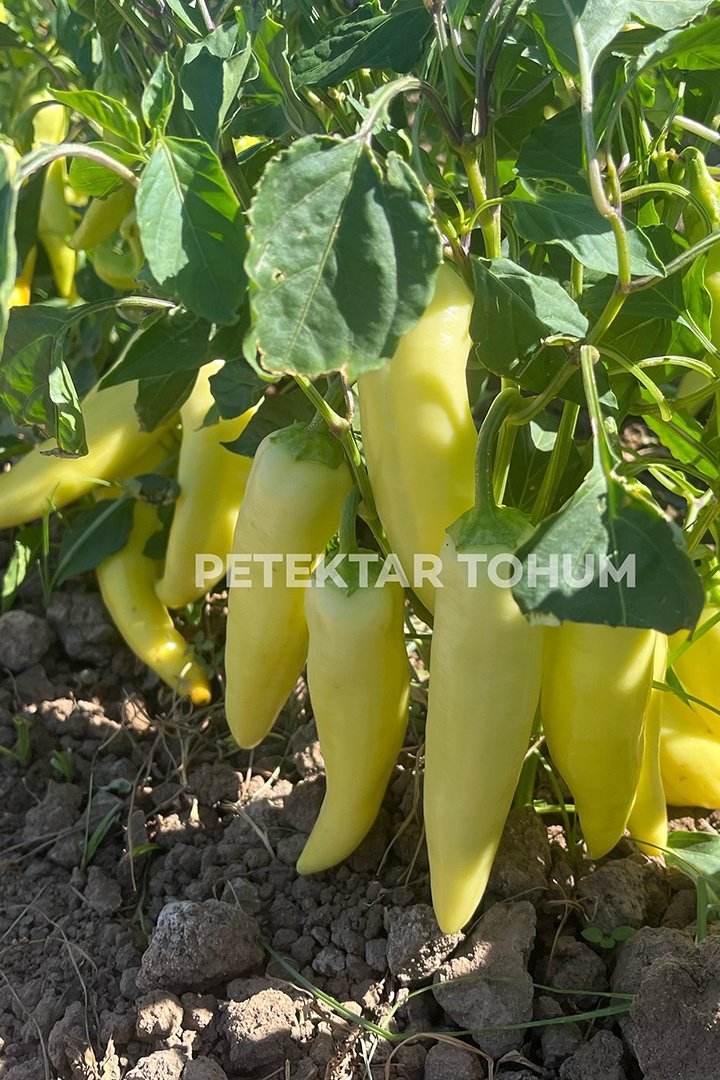 Belay-644-Biber-Tohumu