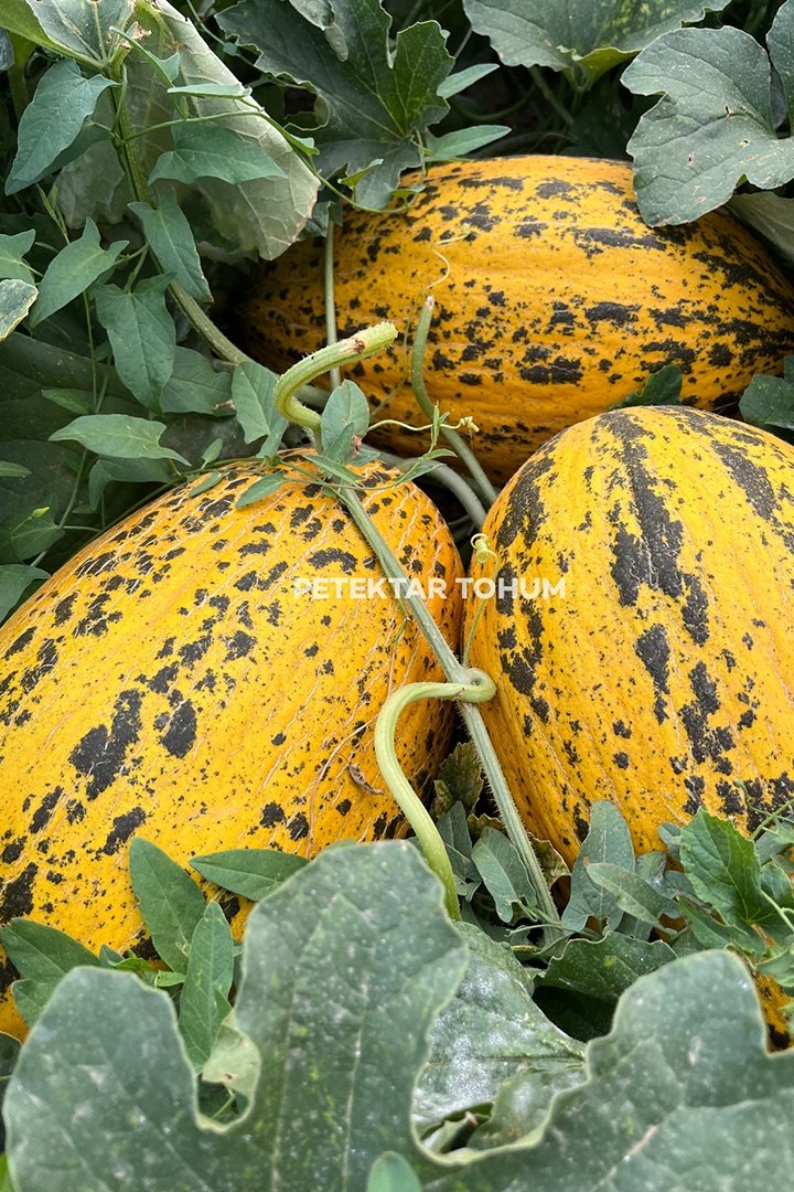 Ulubey-170-Kavun-Tohumu