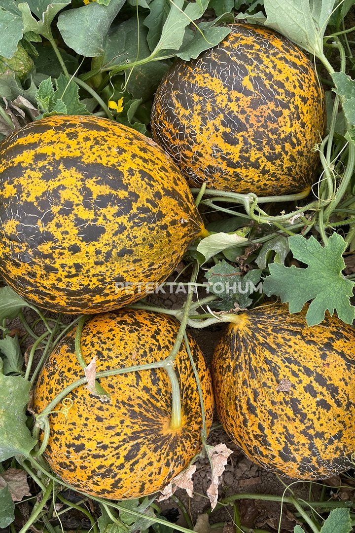 Gölbeyi-174-Kavun-Tohumu