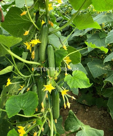 Akva Hıyar Çeşidi