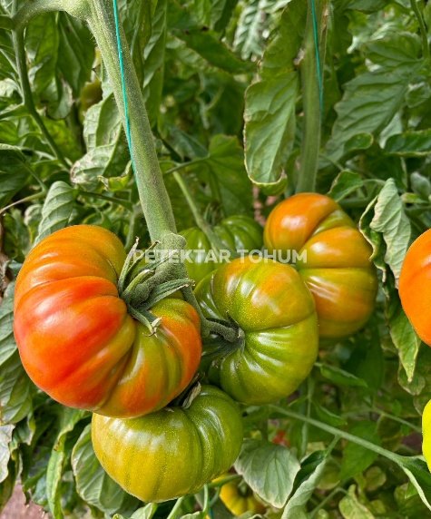 Hanımeli 9285 Domates Çeşidi