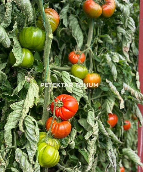 Hanımeli 9285 Domates Çeşidi