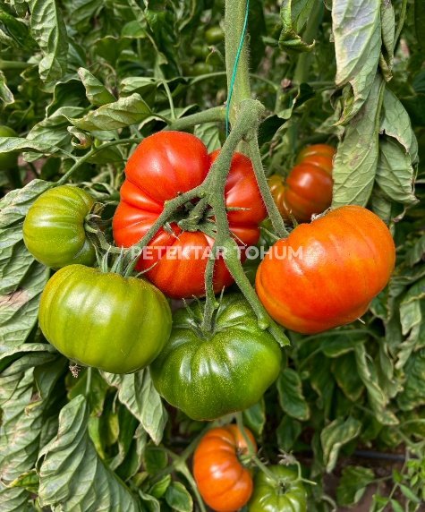 Hanımeli 9285 Domates Çeşidi