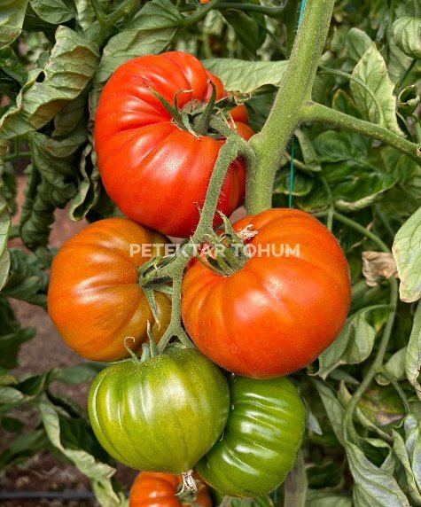 Hanımeli 9285 Domates Çeşidi