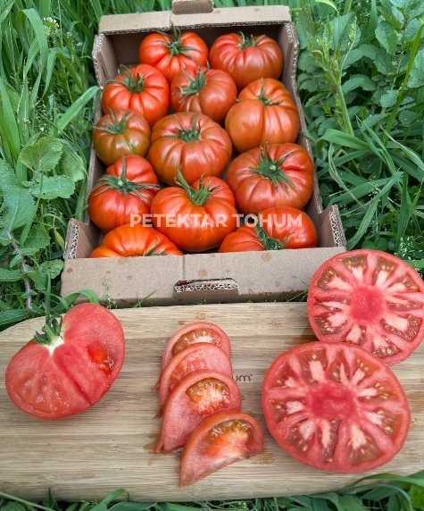 Hanımeli 9285 Domates Çeşidi