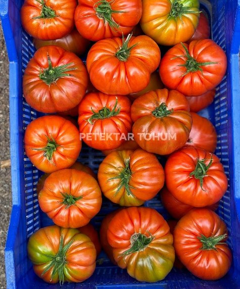 Hanımeli 9285 Domates Çeşidi