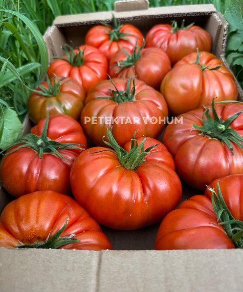 Hanımeli 9285 Domates Çeşidi