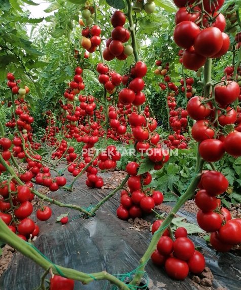 PTK 254 Domates Çeşidi
