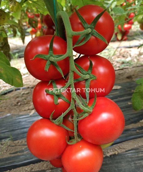 PTK 254 Domates Çeşidi