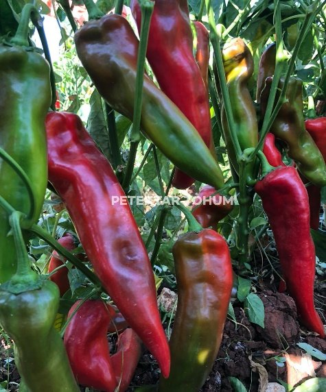 Asude Biber Çeşidi