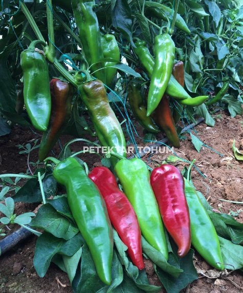 Asude Biber Çeşidi