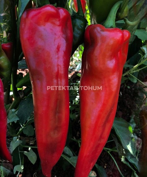 Asude Biber Çeşidi