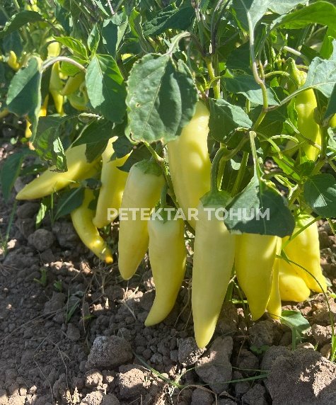 Belay 644 Biber Çeşidi