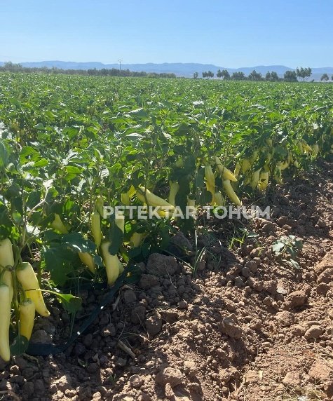 Belay 644 Biber Çeşidi