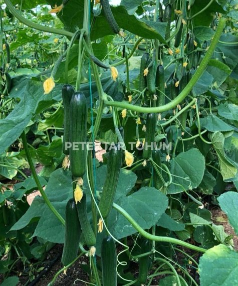 Alişan Hıyar Çeşidi