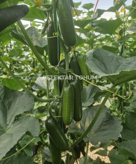 Aymira 105 Hıyar Çeşidi