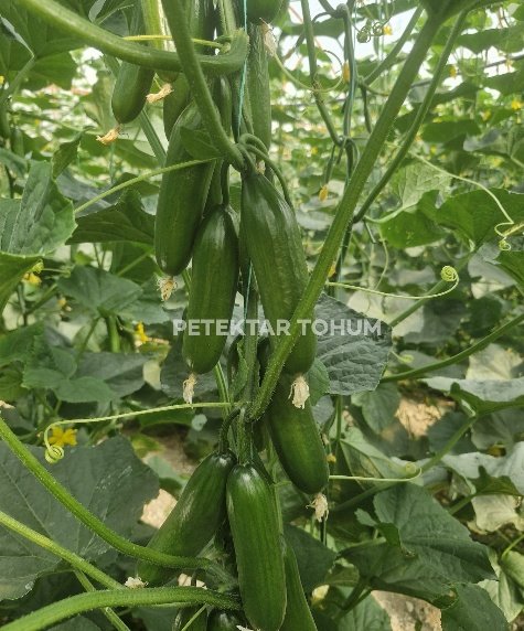 Aymira 105 Hıyar Çeşidi