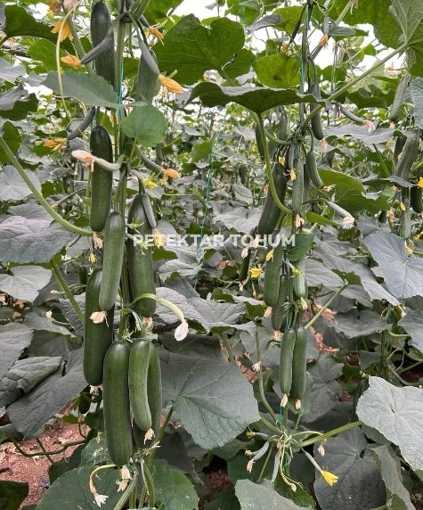 Oğuzcan 8 Hıyar Çeşidi