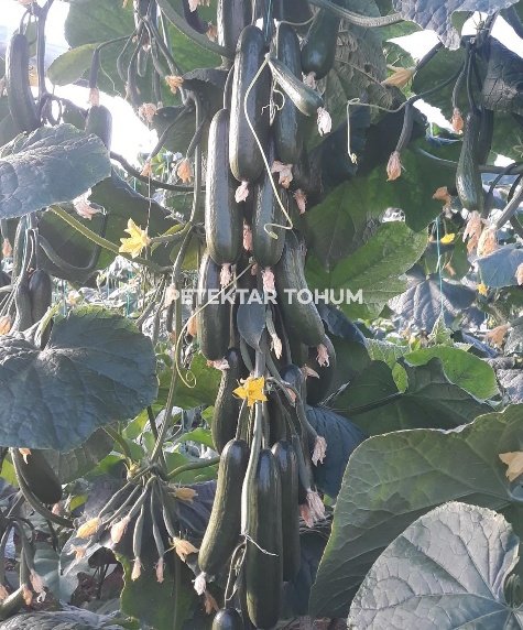 Oğuzcan 8 Hıyar Çeşidi