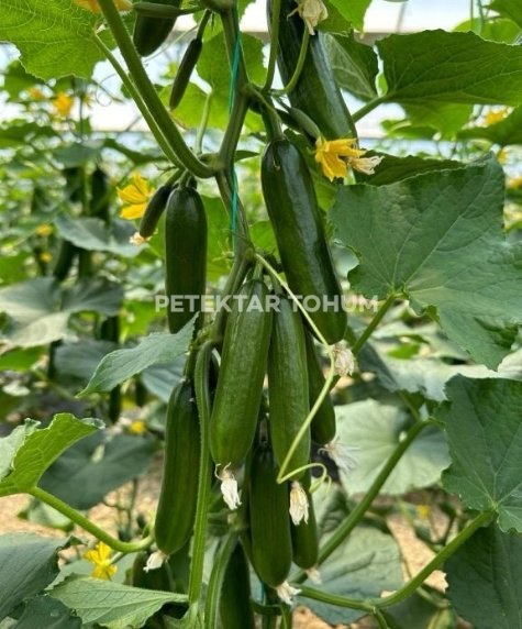 Özdemircan Hıyar Çeşidi