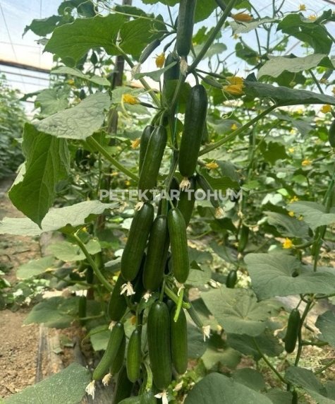 Özdemircan Hıyar Çeşidi