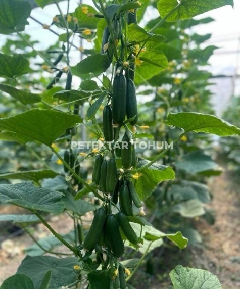 Özdemircan Hıyar Çeşidi