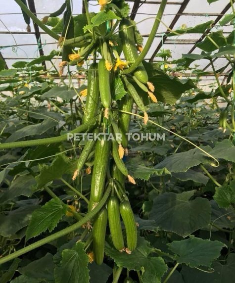 Peteküçcan Hıyar Çeşidi