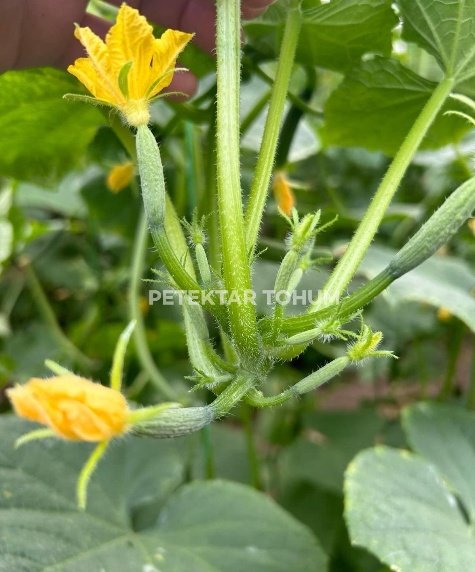 Peteküçcan Hıyar Çeşidi