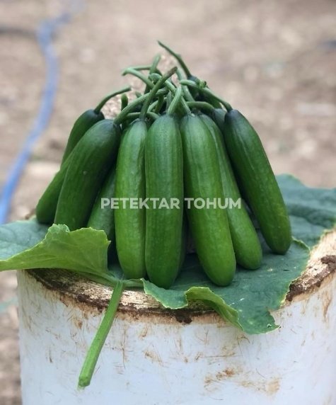 Peteküçcan Hıyar Çeşidi