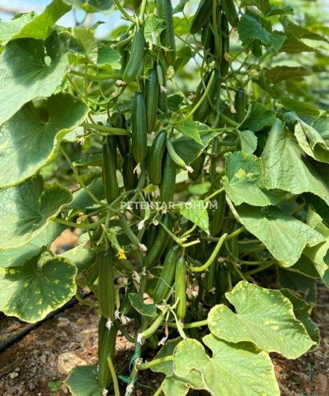 Pırıltı 10 Hıyar Çeşidi