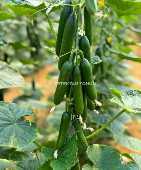 Pırıltı 10 Hıyar Çeşidi