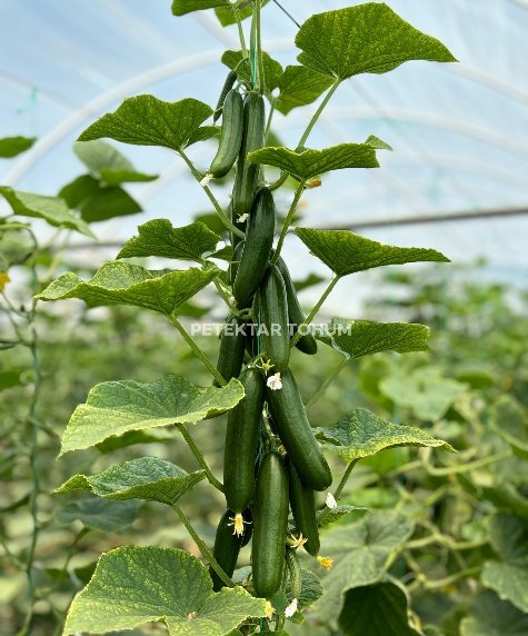 Pırıltı 10 Hıyar Çeşidi