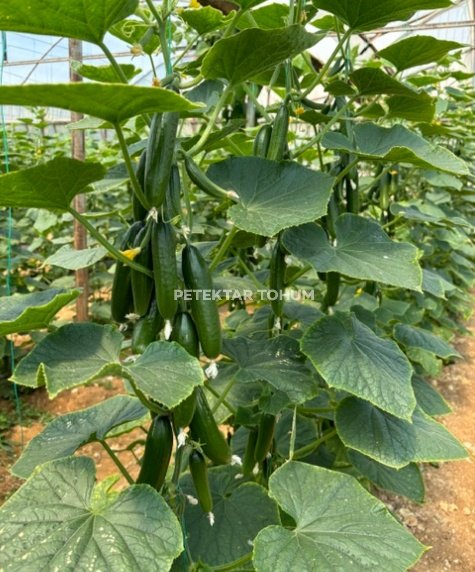 Pırıltı 10 Hıyar Çeşidi