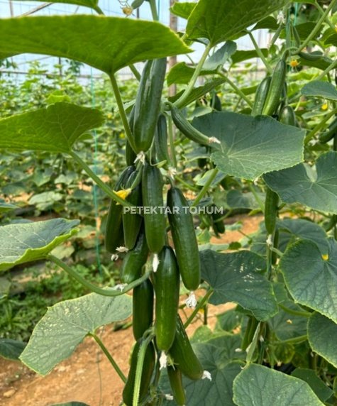 Pırıltı 10 Hıyar Çeşidi