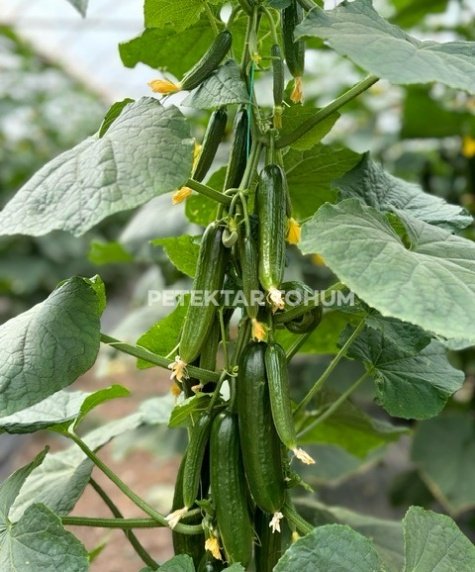 Yedican Hıyar Çeşidi