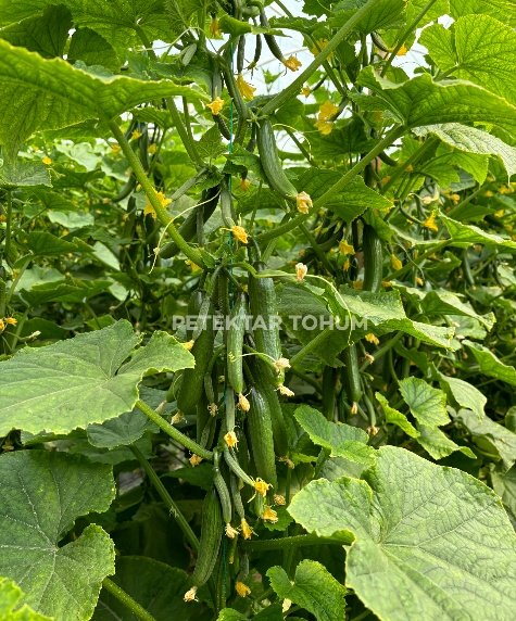 Yedican Hıyar Çeşidi