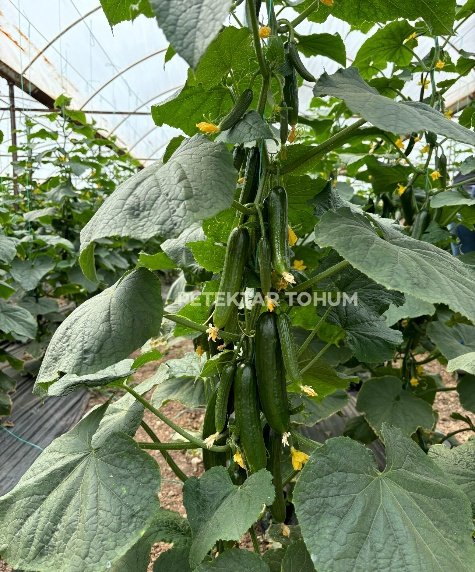 Yedican Hıyar Çeşidi